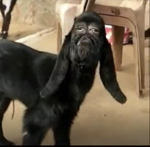 holy goat (praise him)